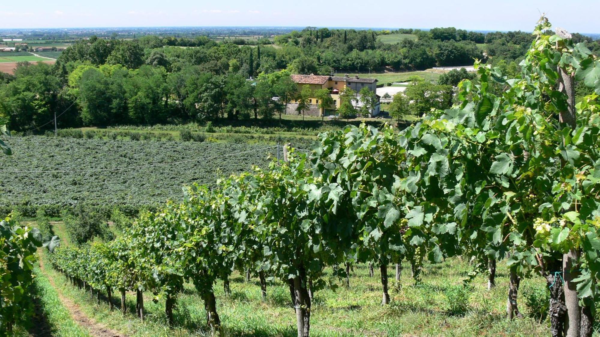 Tenuta Le Sorgive Agriturismo Solferino Luaran gambar